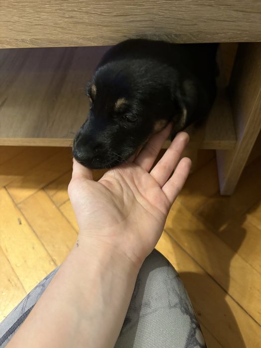 Mała suczka za darmo