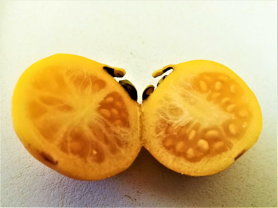 Araça Cacho - Psidium Guineense