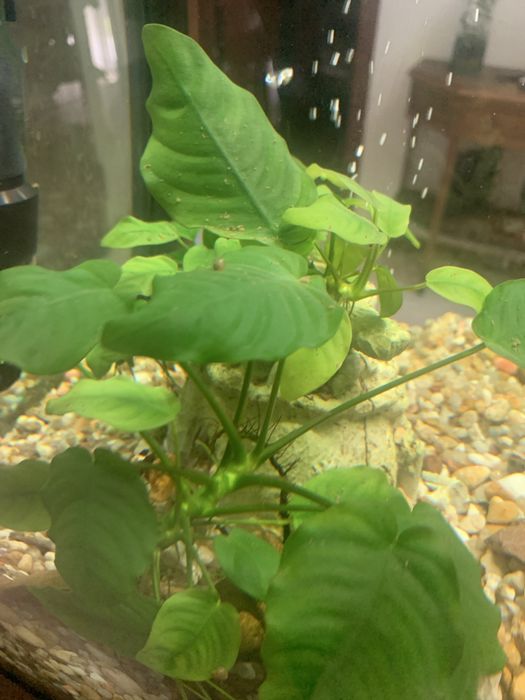 Anubia Anã - planta de aquario XL 20 cm