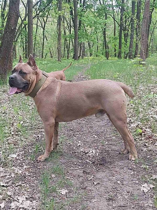 Вязка Кане Корсо