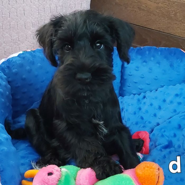 Sznaucer miniaturowy-wielkie serce wspaniały charakter