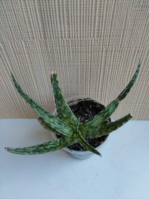 Алоэ сомалийское алое Somaliensis