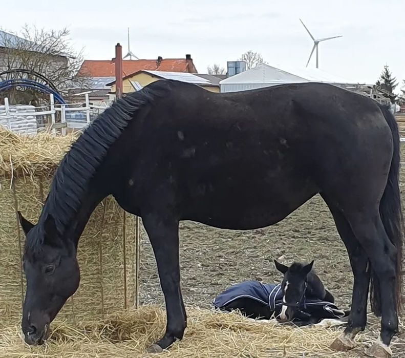 Klacz 7 lat do rekreacji hodowli