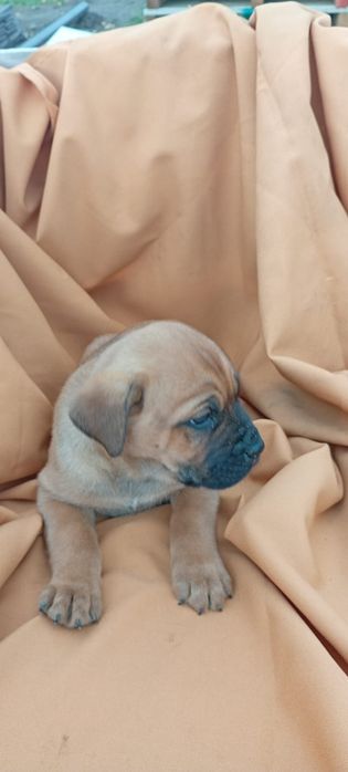 Szczeniak Cane Corso okazja !!