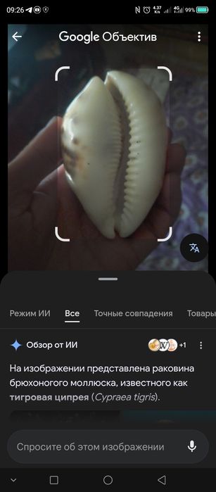 Продам океаническую ракушку