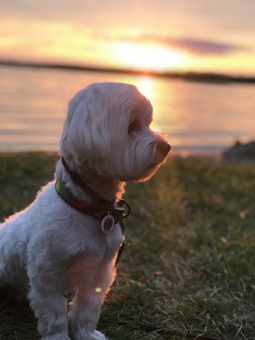 В’язка  МАЛЬТІЙСЬКА болонка