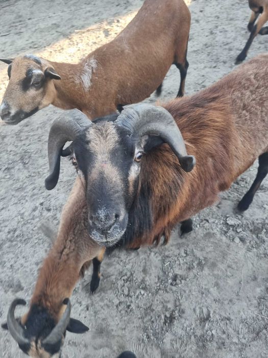 Barany i owce kameruńskie