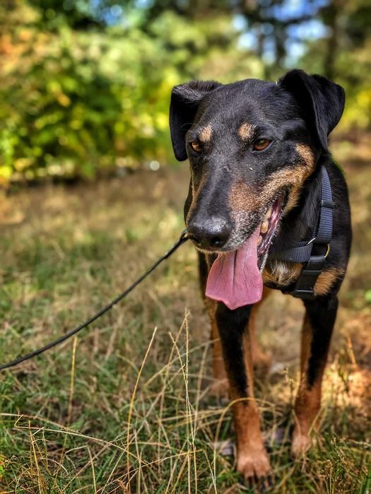 Tymon - psiak w typie teriera szuka domu