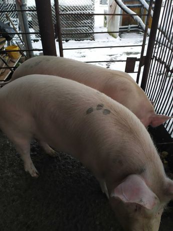 Продаємо 2 домашні свині, вага 150-160 кг.