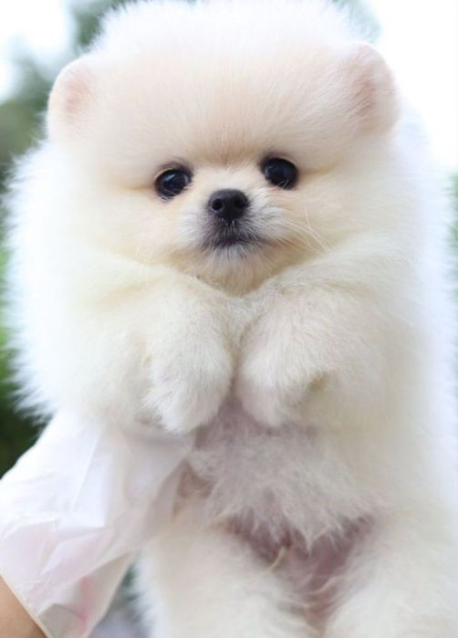 Круті породні малюки