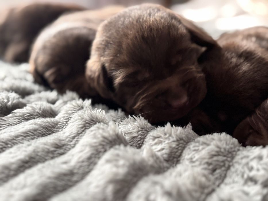 Labrador czekoladowy