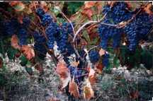 Vendo 300kg de uvas tinta (touriga nacional e tinta roriz)