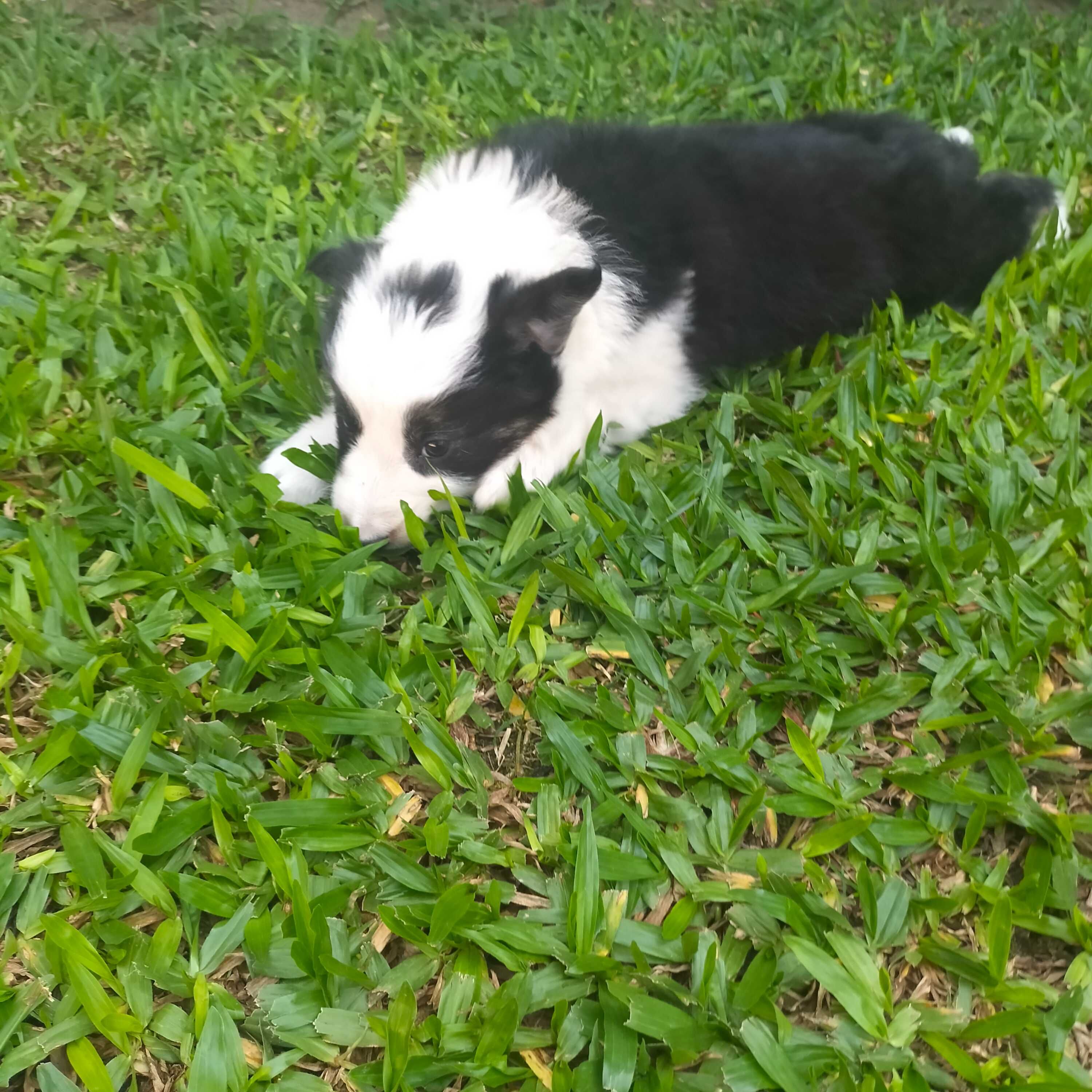Border collie fêmea