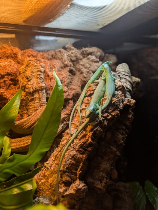 Jaszczurki szmaragdowe