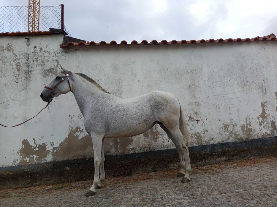 Égua Lusitana Reprodutora