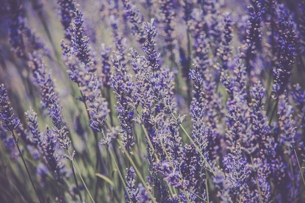 Лаванда /Саше с  эфирной лавандой . Мешочки из органзы