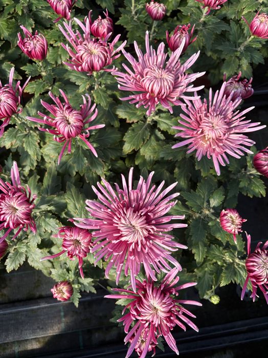 Chryzantema igiełkowa