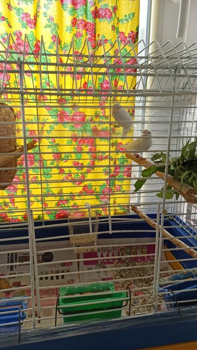 Клітки для японських білих амадін