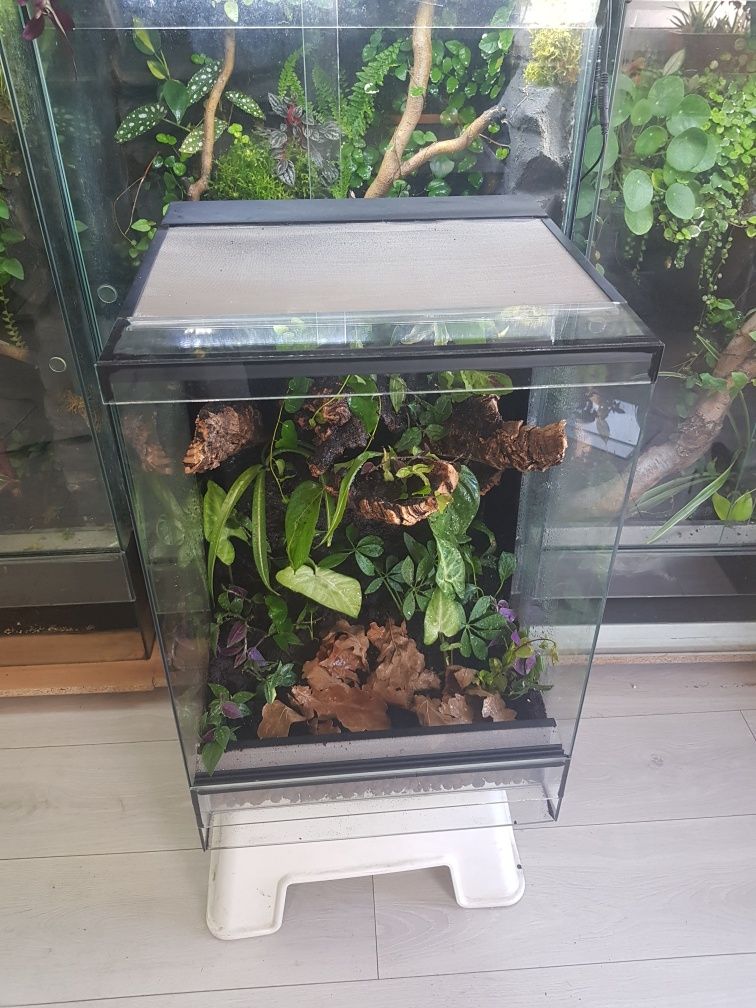 Terrarium tropikalne gekon