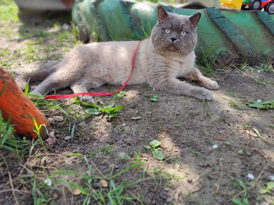 В'язка з Шотландським прямовухим котом