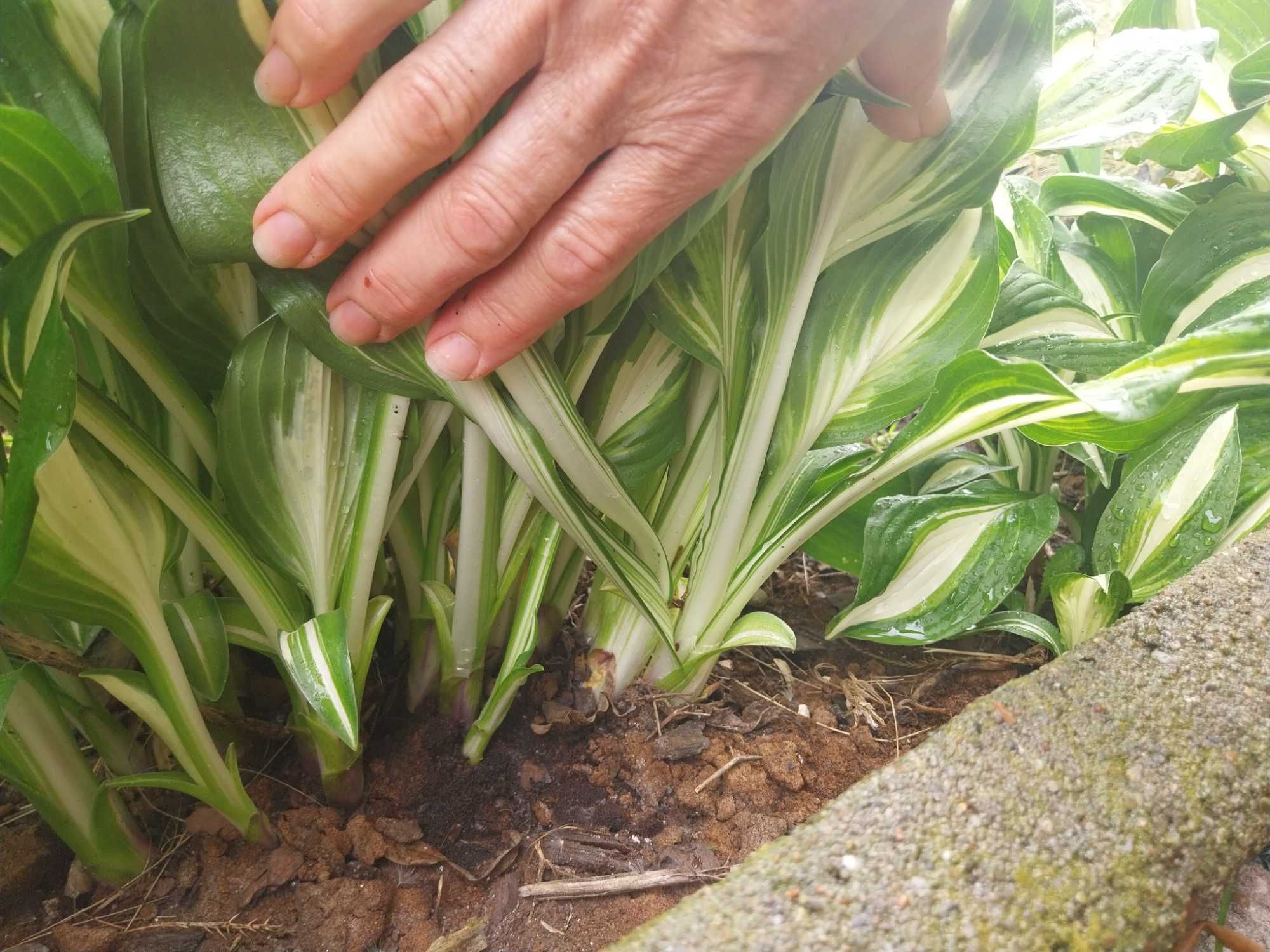 Hosta  funkie bardzo duże 20 sadzonek