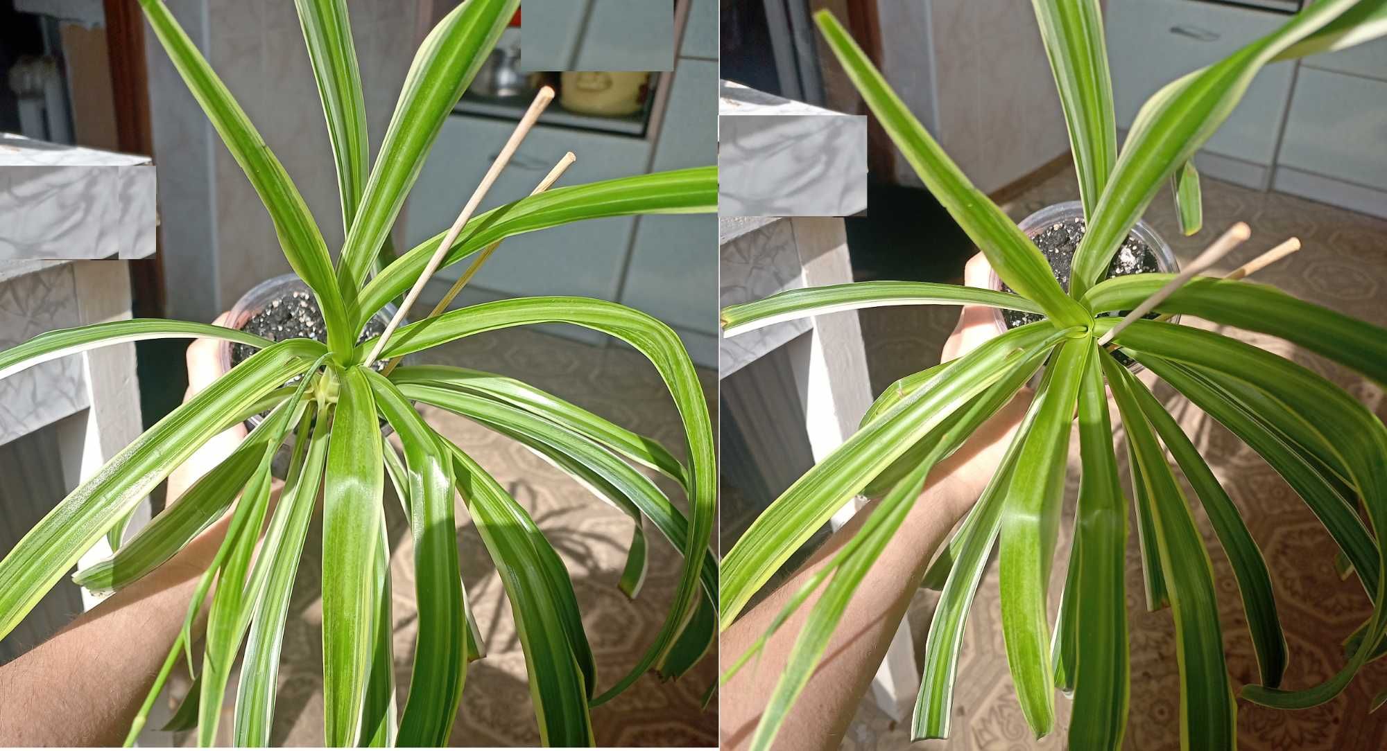 Хлорофитум Океан (chlorophytum ocean)