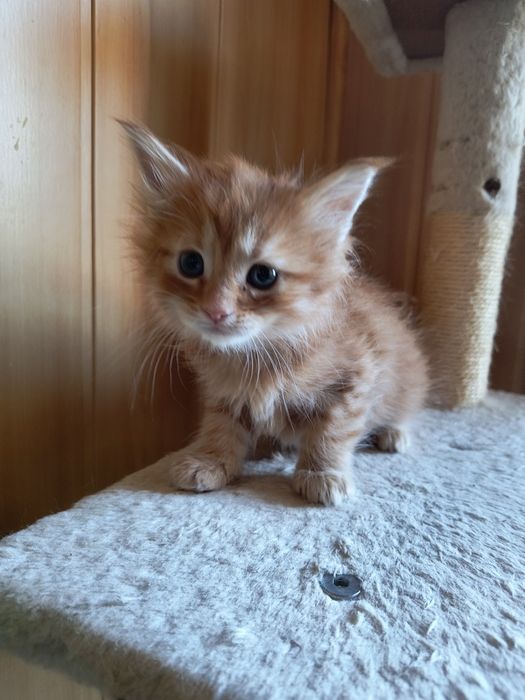 Maine Coon kociczka ruda