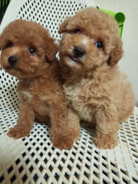 Для душі,рахат- лукумчік!!!