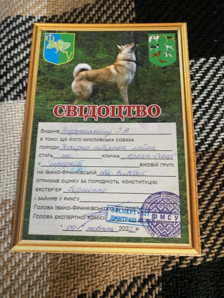 Західносибірска лайка