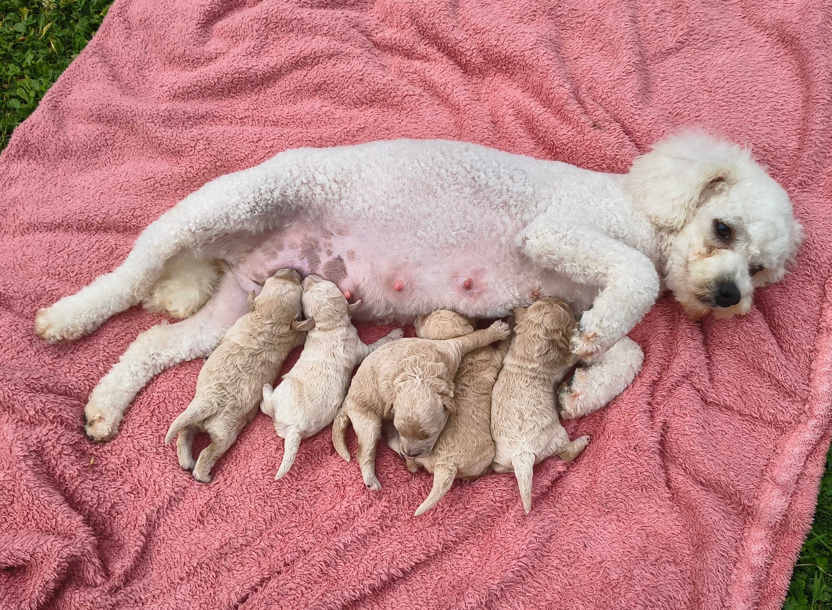 Maltipoo F1 do rezerwacji