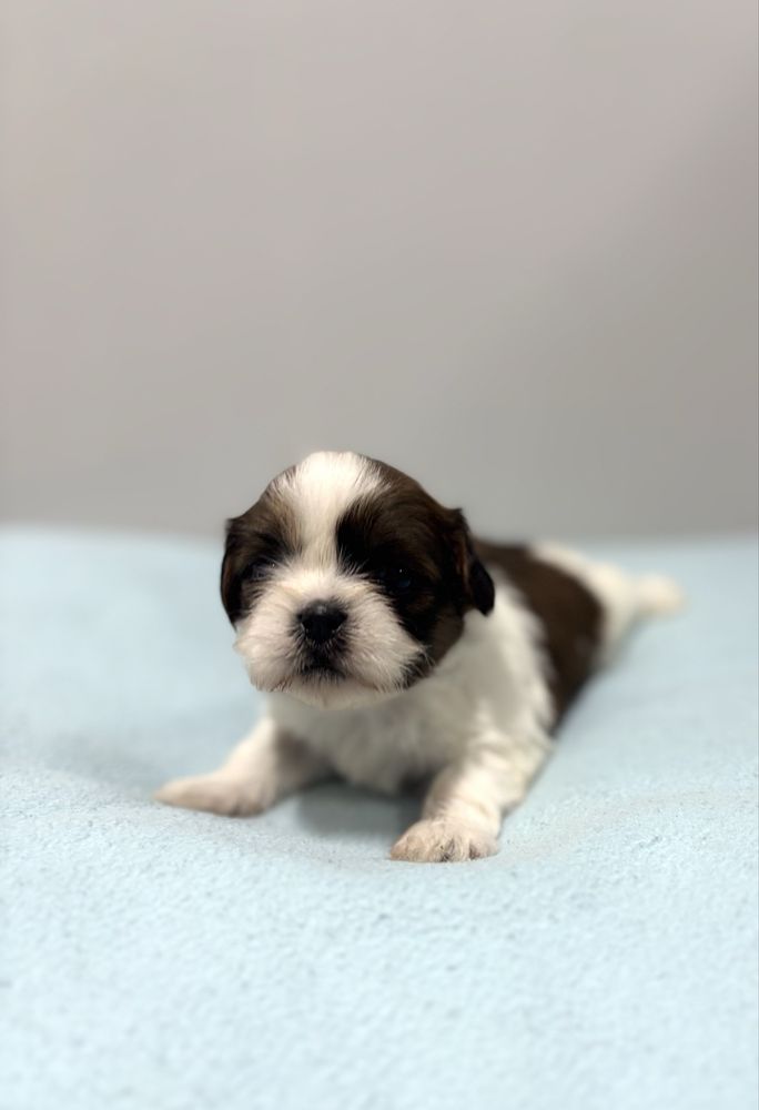 Szczeniak Shih Tzu - LEO