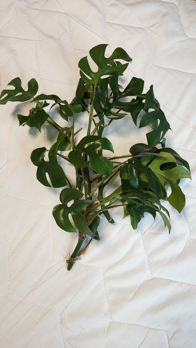 Monstera Minima sadzonki 3 sztuki