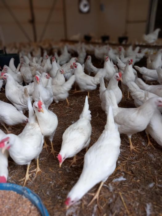 Kury Leghorn 23 tyg Leghorny Młode
