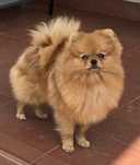 Pomeranian szpic miniaturowy zkwp FCI