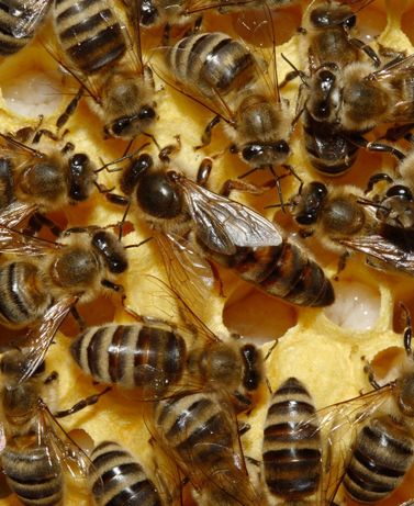 Matki pszczele krainki po reproduktorce