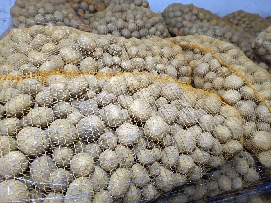 Ziemniaki RIVIERA CARERA COLOMBA rok po centrali