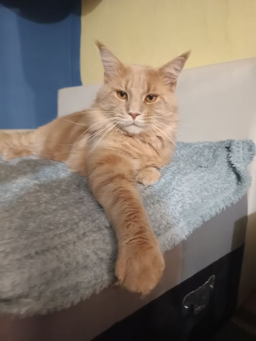 Reproduktor Maine coon Graffi olbrzym o złotym sercu