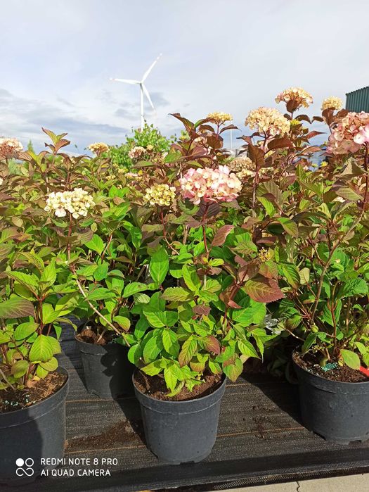 Hortensja Ogrodowa Czerwona