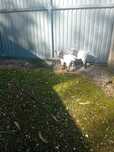 Cabrito micro anão mocho