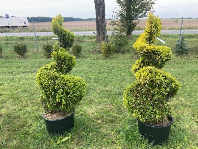 Spirala - żółta thuja
