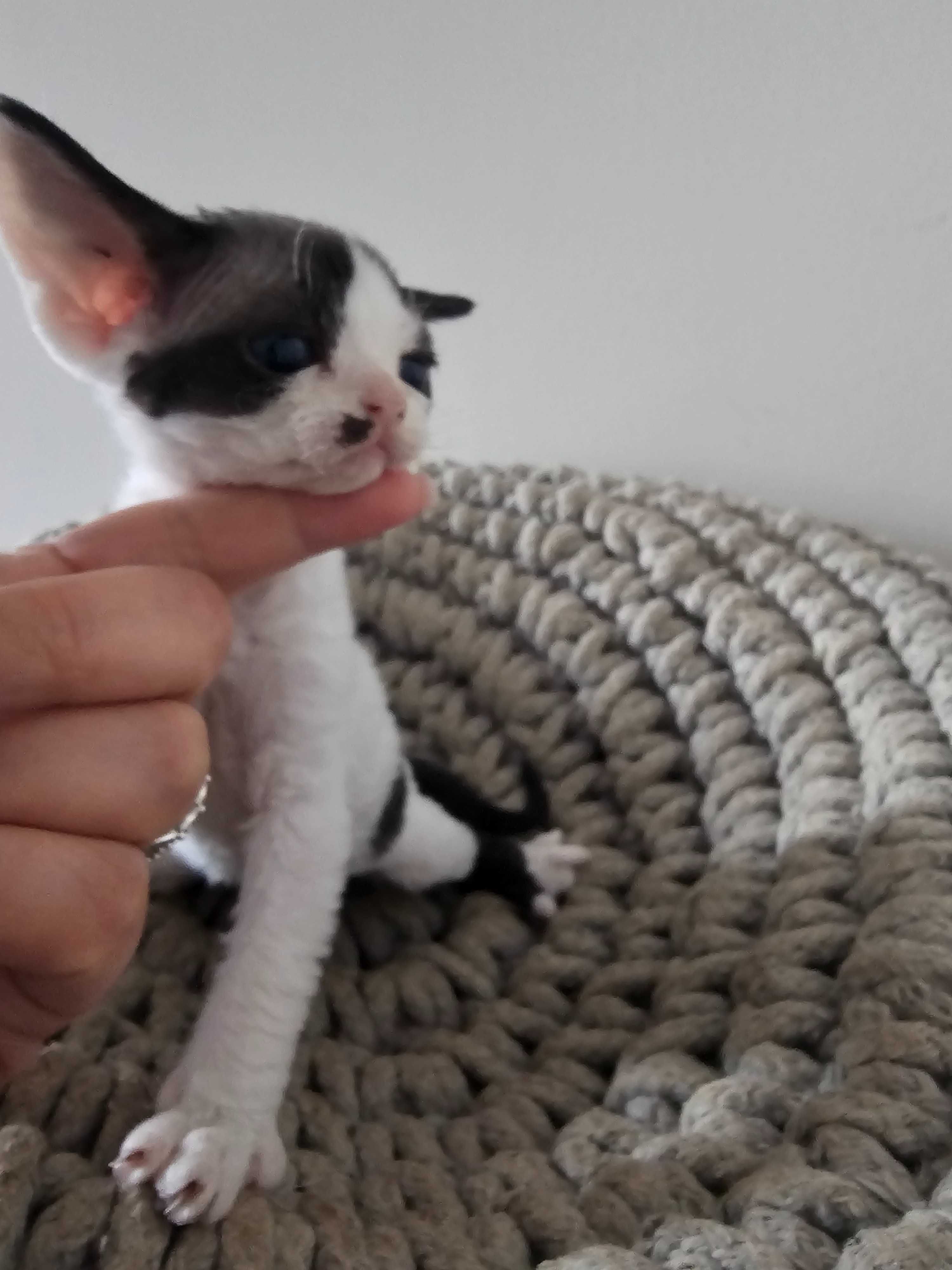 Devon Rex, śliczny kocurek, FPL