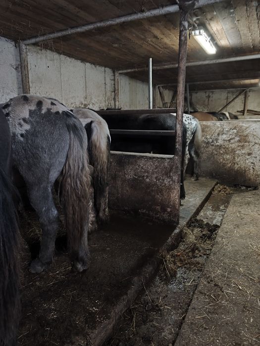 Sprzedam konie źrebne i do zaprzęgów różne maść