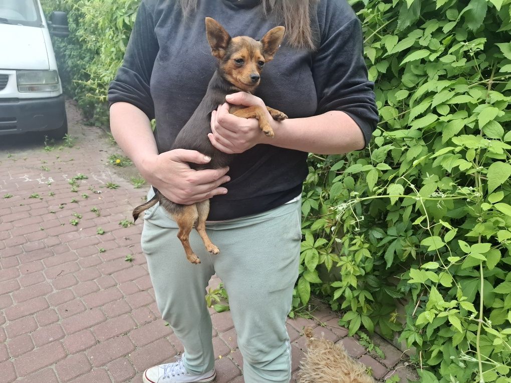 Pinczer śliczna suczka