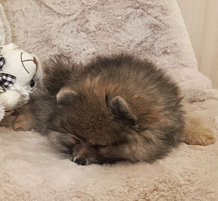 Цікавий хлопчик шпіцулі