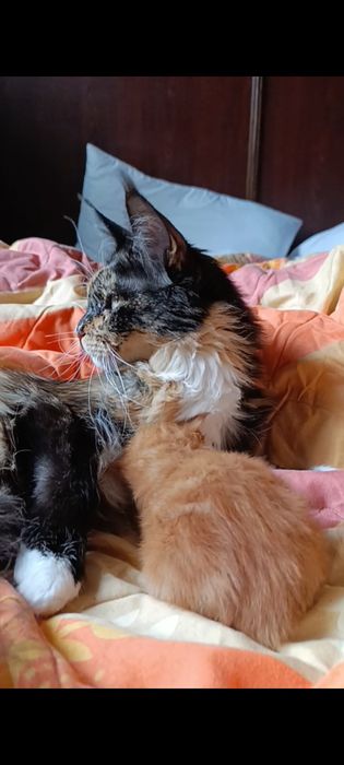 Мейн-кун, хлопчик