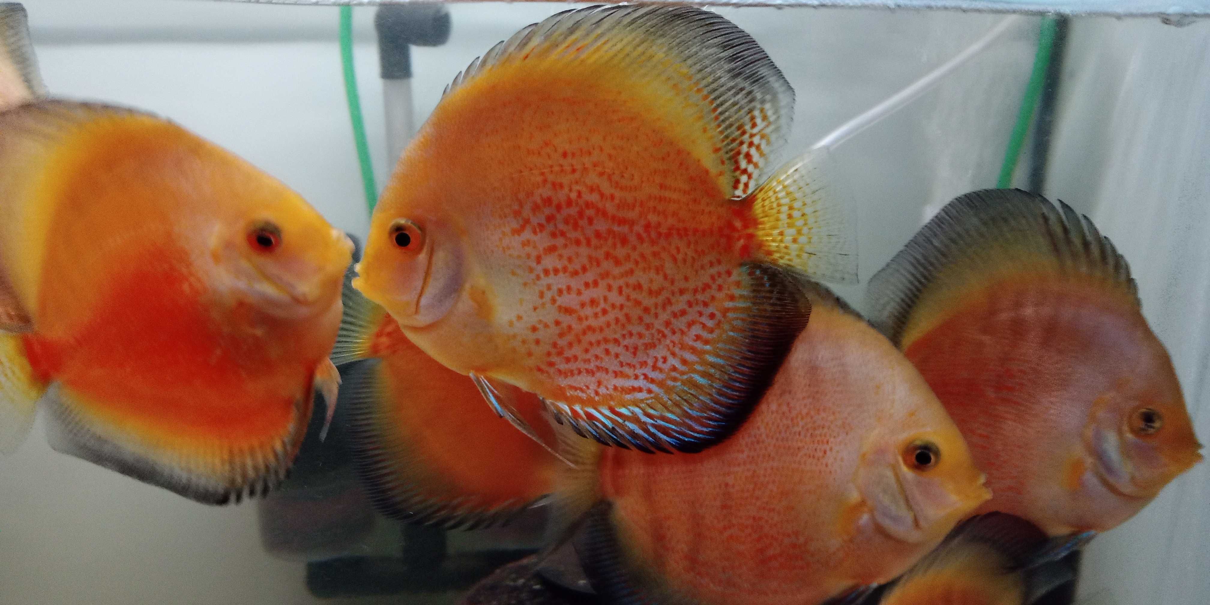 GB DYSKOWCE - PIGEON red -SOLID red - red MELON 6-8cm