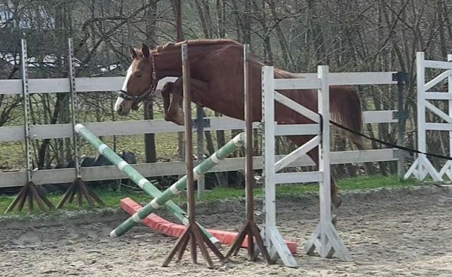 Dwuletni ogier skokowy z kapitalnym pochodzeniem