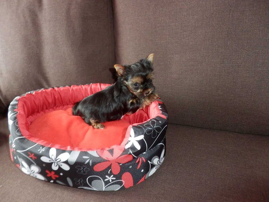 York Yorkshire Terier śliczna  mini sunia