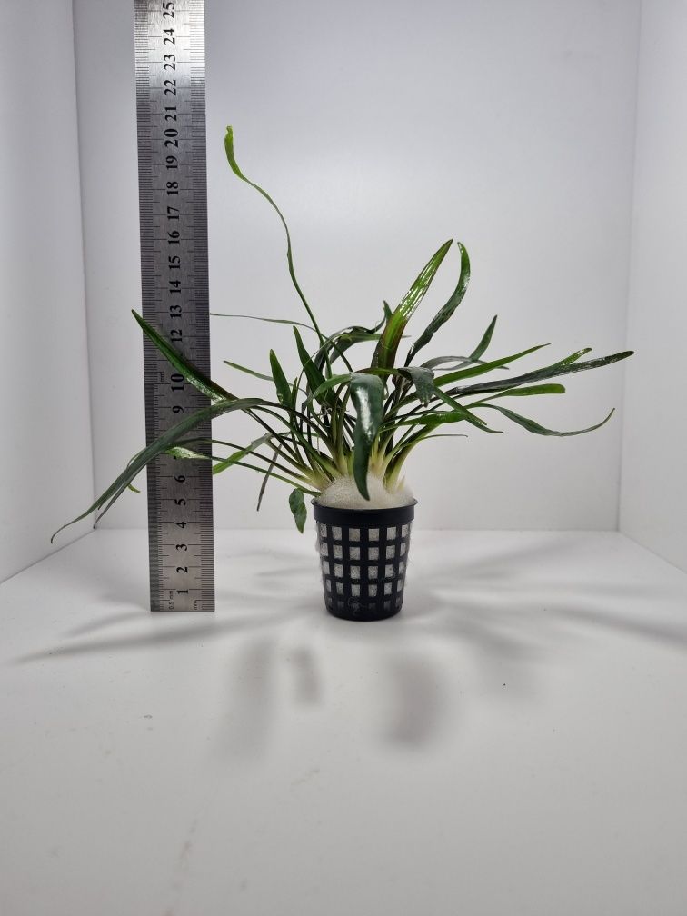 Cryptocoryne lucens