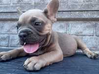 Buldog francuski samiec pies blue fawn gen fluffy